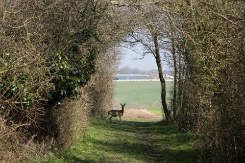 Un chevreuil au détour d'un chemin