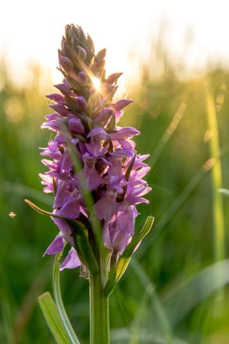 Orchidée sauvage
