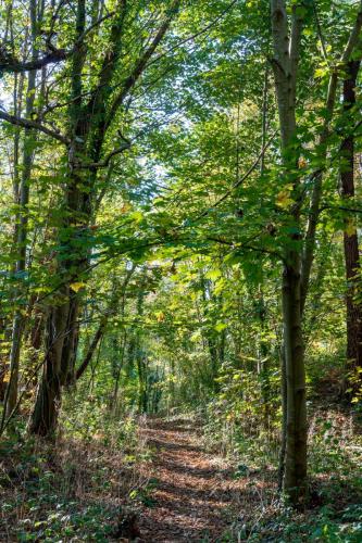 Sentier de la Forêt d'Ecault