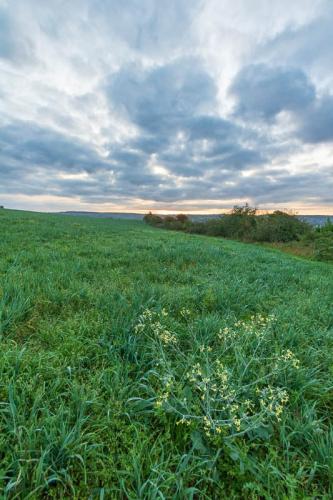 Petit matin sur les près