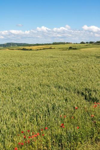 Champ de blé vers Equihen
