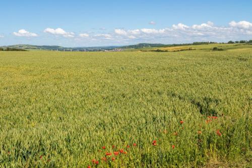 Champ de blé vers Equihen