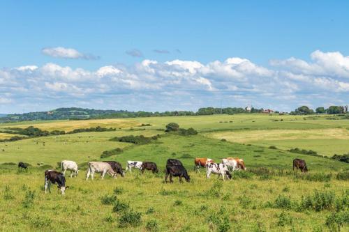 Vaches dans une pâture près d'Equihen