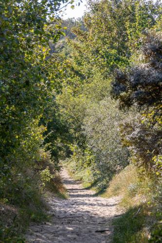 Chemin dans les dunes d'Ecault