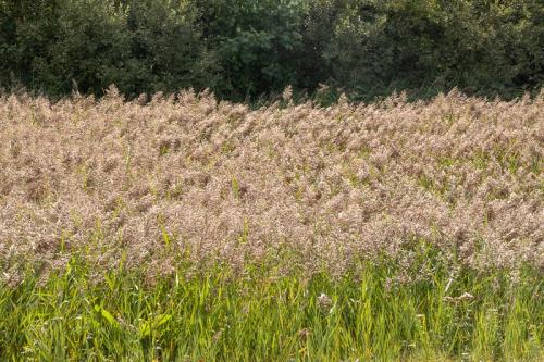 Roselière dans les dunes de la Slack