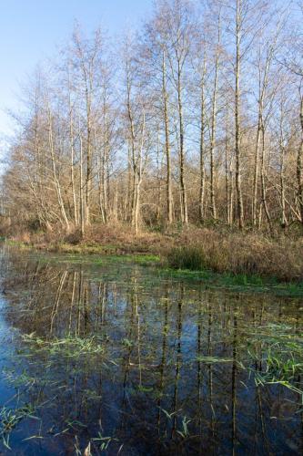 Zone inondée dans la forêt d'Hardelot