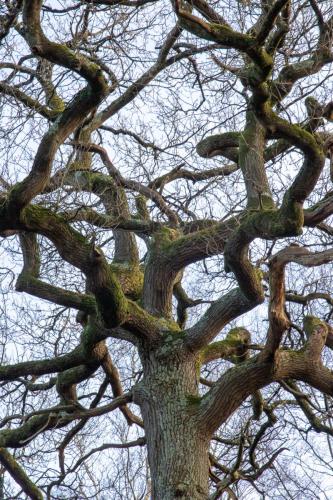 Arbre aux branches tortueuses en forêt d'Hardelot