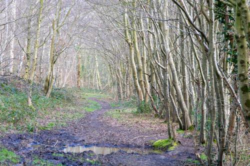 Allée boisée en forêt d'Hardelot