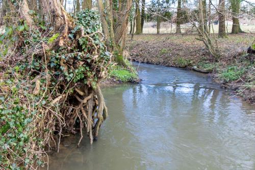 Le ruisseau de Longpré en forêt d'Hardelot
