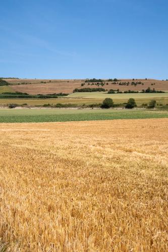 Campagne ensoleillée près de Neufchâtel-Hardelot
