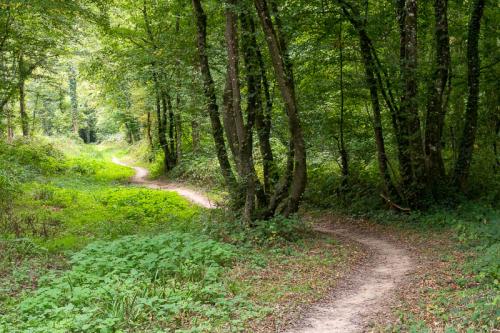 Sentier en forêt d'Hardelot