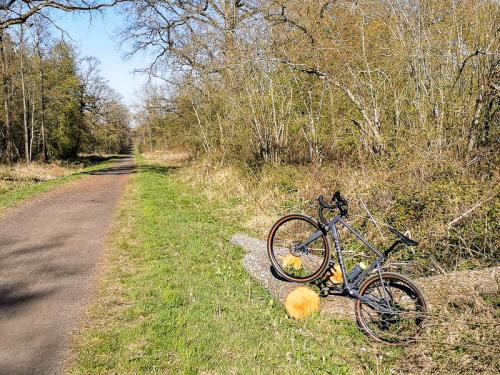 Une allée de la forêt d'Hardelot