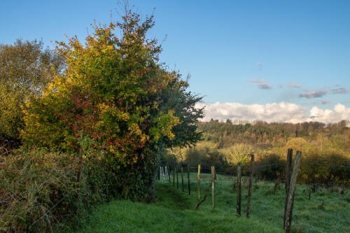 Sentier dans les pâturages