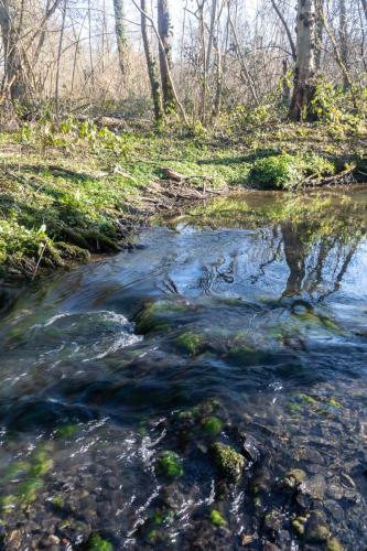 Le ruisseau de Longpré en forêt d'Hardelot