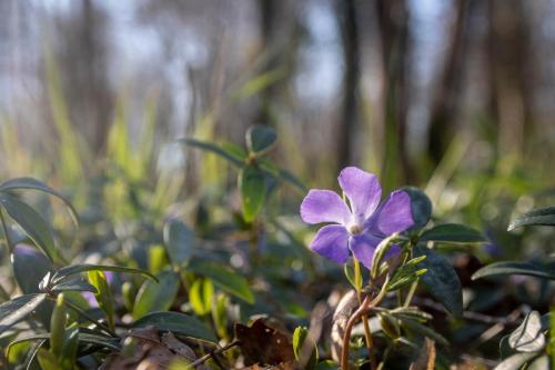 Pervenche en forêt d'Hardelot