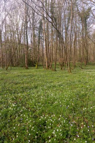 Sous-bois fleuri en forêt d'Hardelot