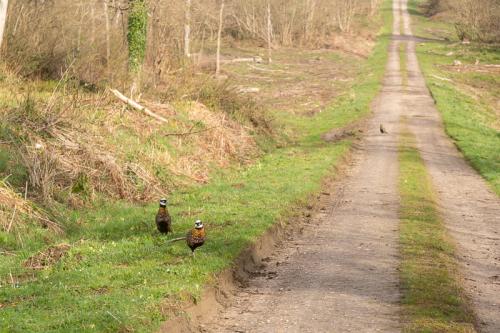 Faisan vénéré en Forêt Domaniale de Boulogne