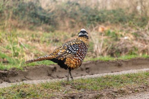 Faisan vénéré en Forêt Domaniale de Boulogne