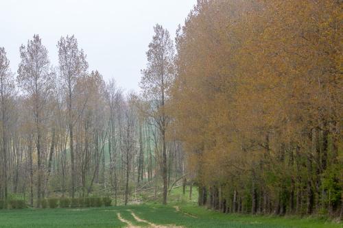Peupleraie à Lacres
