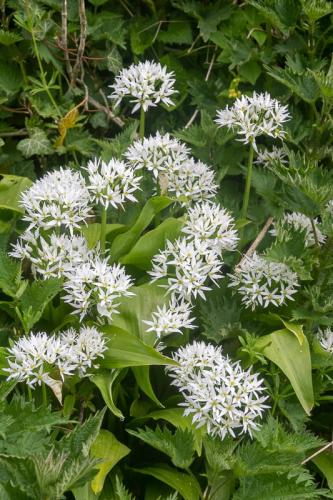 Ail des Ours