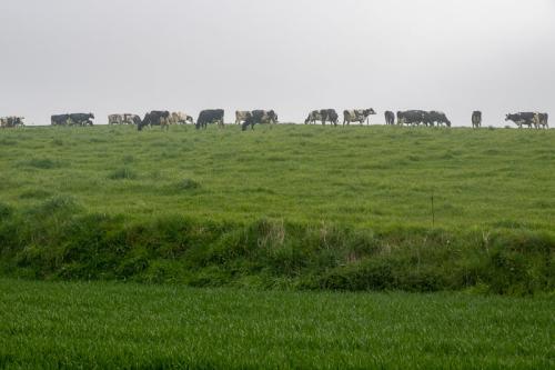 Pâturages à Lacres