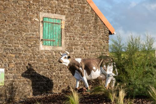 Vache imperturbable