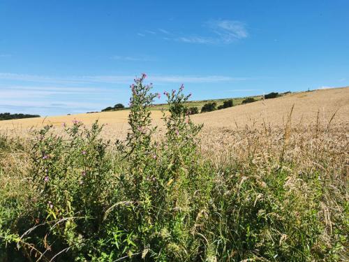 Paysage campagnard